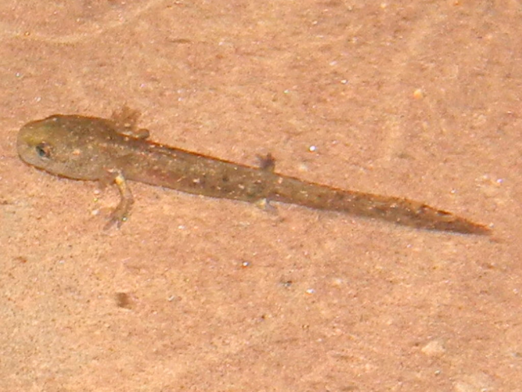 Larva di salamandridae ?? - Salamandra salamandra salamandra